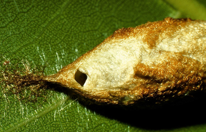 Fig. 11. Orificio de salida de adulto de <i>Colla rhodope</i></i> (Bombycidae). Voucher: 98-SRNP-10589-DHJ47212.