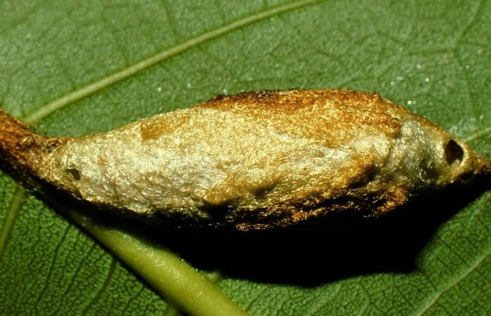 Fig. 10. Capullo de <i>Colla rhodope</i></i> (Bombycidae). Voucher: 98-SRNP-10589-DHJ47217.