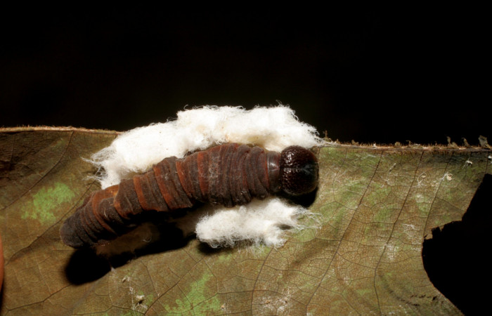 Figura 13.  Pupario de Braconiidae, de <i>Aguna asander</i></i>, <i>Hypomicrogaster rugosus</i></i>, (06-SRNP-56532-DHJ415111).