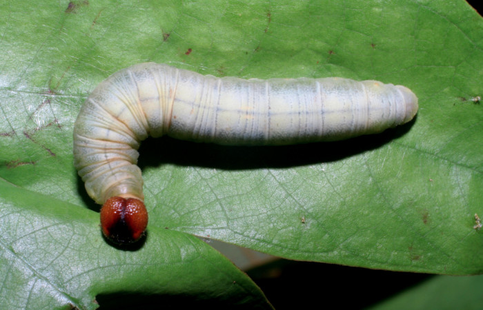 Figura 9. Larva <i>Aguna asander</i></i>, Hesperiidae, vista dorsal. (06-SRNP-56548-DHJ415115).