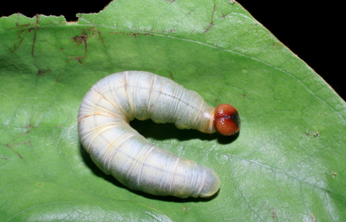 Figura 6. Larva <i>Aguna asander</i></i>, Hesperiidae, vista dorsal. (06-SRNP-56548-DHJ415116).