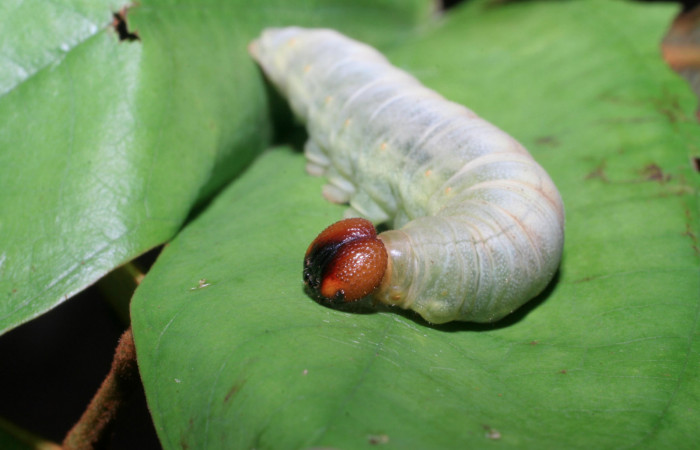 Figura 7. Larva <i>Aguna asander</i></i>, Hesperiidae, vista lateral cabeza. (06-SRNP-56548-DHJ415118).