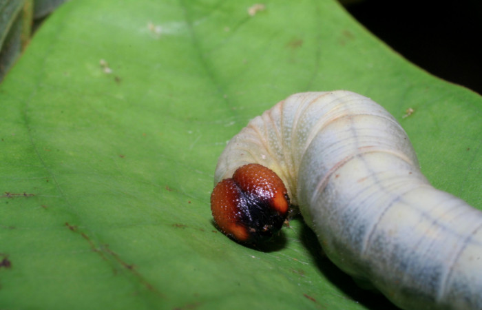 Figura 8. Larva <i>Aguna asander</i></i>, Hesperiidae, vista frontal de cabeza. (06-SRNP-56548-DHJ415120).