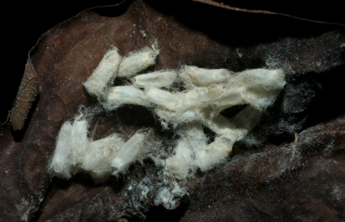 Figura 14.  Pupario Braconiidae, de <i>Aguna asander</i></i>, <i>Hypomicrogaster rugosus</i></i>, (07-SRNP-57811-DHJ461996).