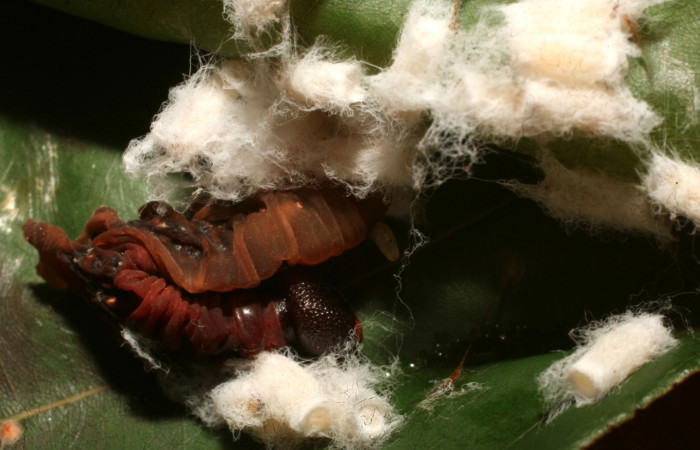 Figura 11.  Pupario de Braconiidae que atacan larva de <i>Aguna asander</i></i> (15-SRNP-65167-DHJ488181).