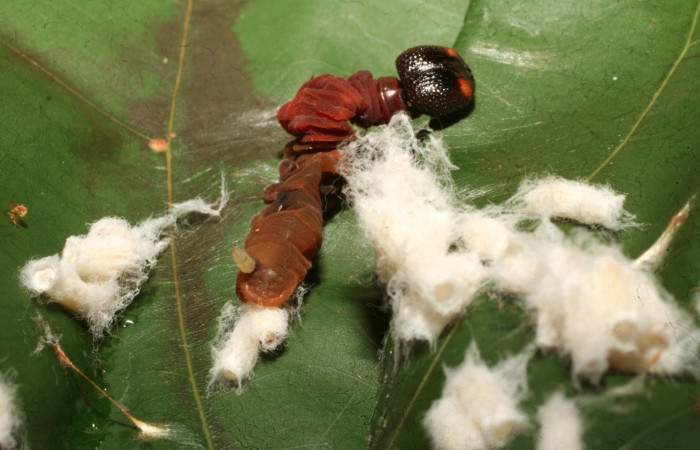 Figura 12.  Pupario de Braconiidae que atacan larva de <i>Aguna asander</i></i> (15-SRNP-65167-DHJ488187).