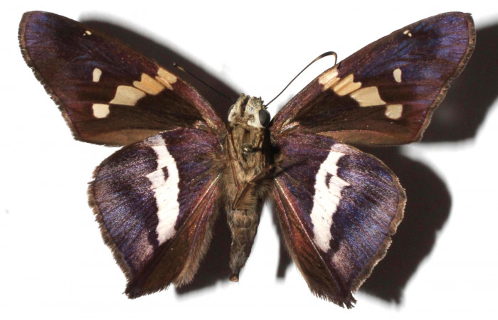 Figura 2. Adulto de <i>Aguna asander</i></i> (Macho), vista ventral. (16-SRNP-20930-DHJ923745).