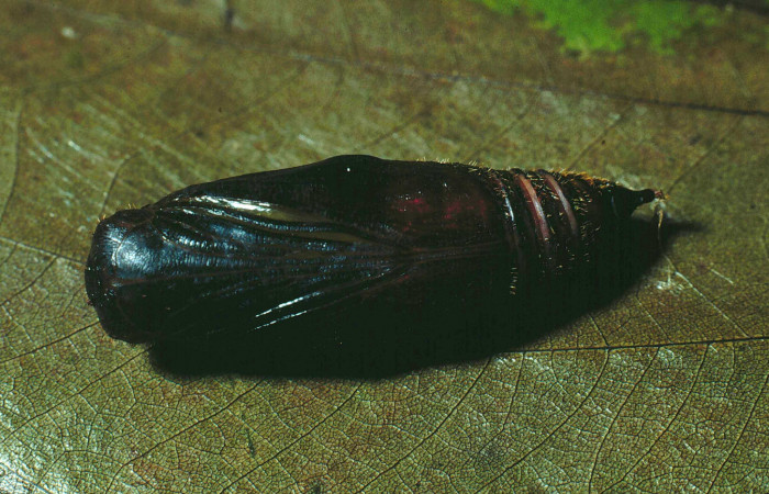 Figura 10. Pupa de <i>Aguna asander</i></i>, vista lateral,
parasitada por <i>Archytas</i></i> Wood02 de la familia
Tachinidae. (89-SRNP-237-DHJ11238).