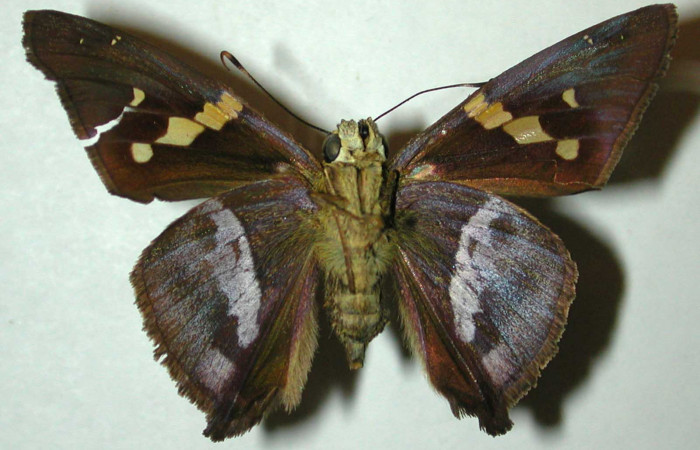 Figura 4. Adulto de <i>Aguna asander</i></i> (hembra), vista ventral. (98-SRNP-5038-DHJ31423).