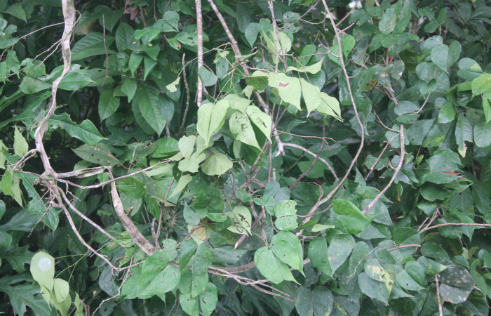 Figura 5. planta hospedera <i>Bauhinia ungulata</i></i> donde se alimenta
la larva <i>Aguna asander</i></i>, Hesperiidae. Estación Biológica
Botarrama. Foto Keiner Aragon, 26/11/2019.