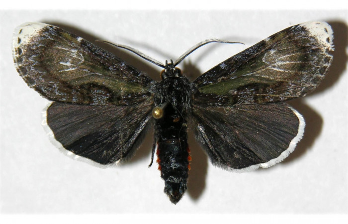 Fig. 7. Adulto <i>Erocha leucotelus</i></i>, vista dorsal miden 40 mm en alas abiertas. Voucher 02-SRNP-16494-DHJ313132.