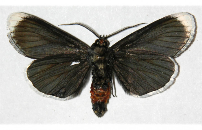  Fig. 8. Adulto <i>Erocha leucotelus</i></i>, vista ventral miden 40 mm en alas abiertas. Voucher 02-SRNP-16494-DHJ313133.