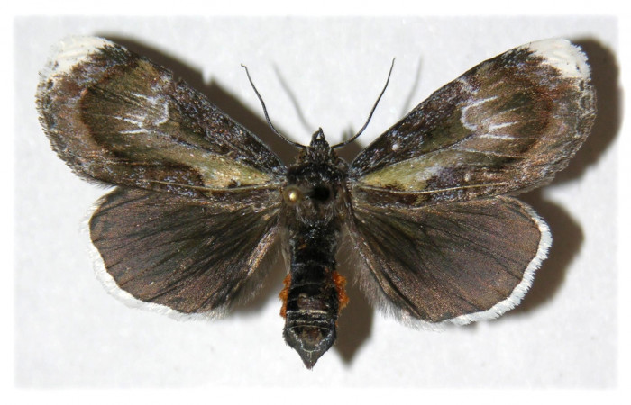  Fig. 9. Adulto <i>Erocha leucotelus</i></i>, vista dorsal miden 40 mm en alas abiertas. Voucher 02-SRNP-16701-DHJ313148.