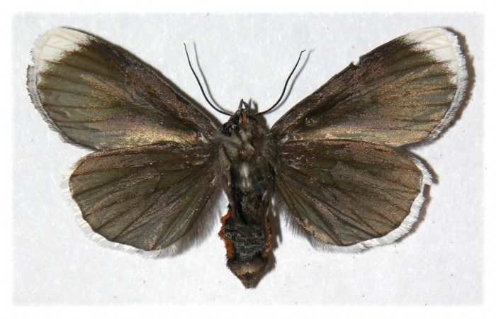  Fig. 10. Adulto <i>Erocha leucotelus</i></i>, vista ventral miden 40 mm en alas abiertas. Voucher 02-SRNP-16701-DHJ313149.