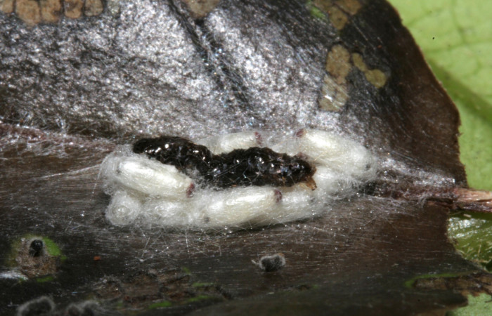   Fig 11. Capullos de parásito <i>Parapanteles</i></i> Janzen01 subfamilia Microgastrinae, familia Braconidae, en larva <i>Erocha leucotelus</i></i>. Voucher 09-SRNP-42751- DHJ466644.