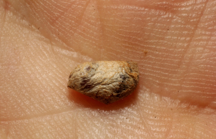 Fig 12. Capullo de parásito de la familia Ichneumonidae subfamilia Campopleginae, en larva <i>Erocha leucotelus</i></i>. Voucher 11-SRNP-75739-DHJ804115.