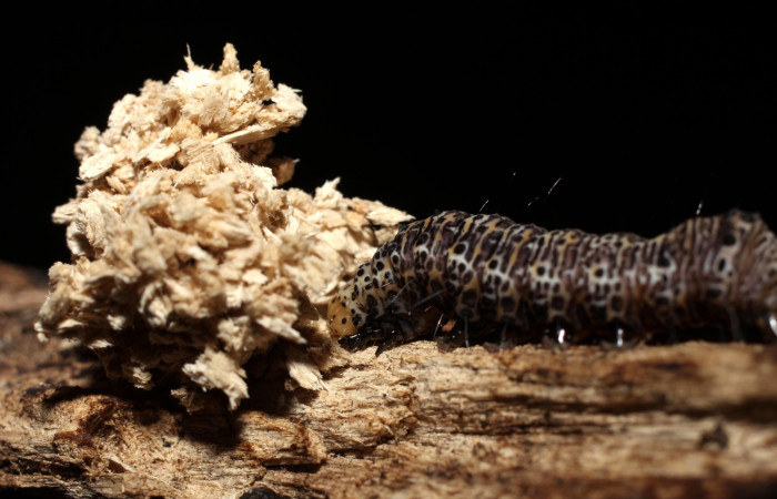 Fig. 6. Prepupa <i>Erocha leucotelus</i></i> en el proceso de prepupa y de cortar un agujero en la madera blanda. Voucher 13 SRNP-10073- DHJ498914.