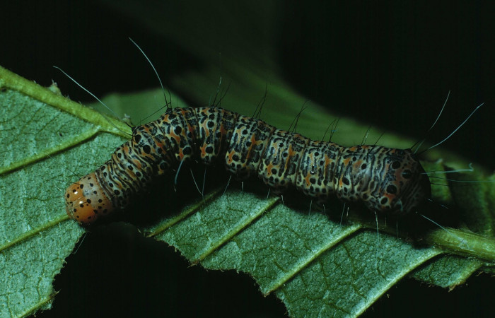 Fig. 3. <i>Erocha leucotelus</i></i> dorsal entero.  Bosque San Emilio Sector Santa Rosa, último estadio. Voucher 83-SRNP-672- DHJ5533.