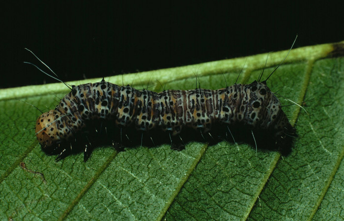 Fig. 5. <i>Erocha leucotelus</i></i> lateral entero. Bosque Húmedo, Sector Santa Rosa último estadio. Voucher  90-SRNP-822-DHJ12604.