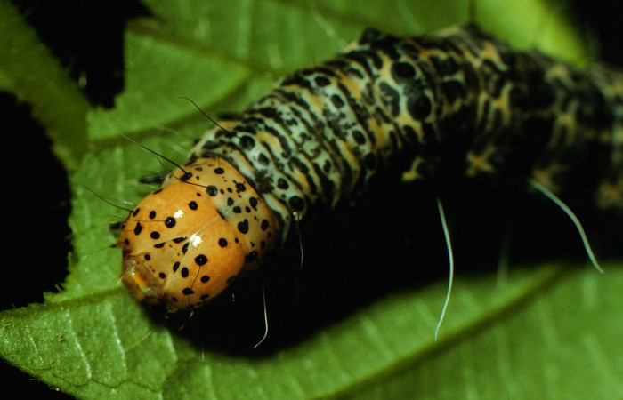 Fig. 4. <i>Erocha leucotelus</i></i>, vista de cabeza. Bosque San Emilio, Sector Santa Rosa.
Voucher 96-SRNP-7114- DHJ28096