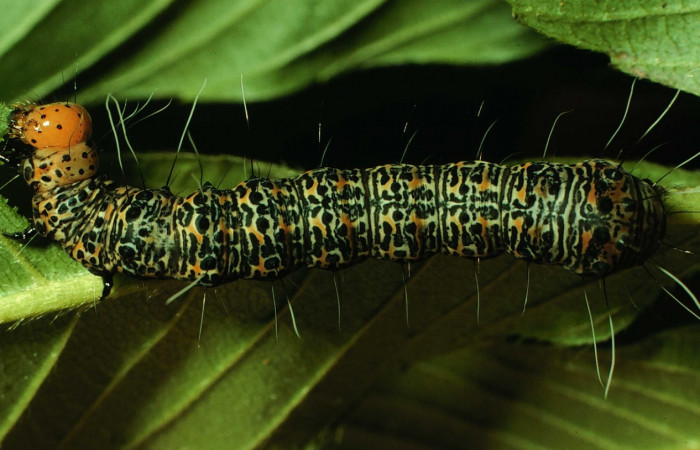 Fig. 1. <i>Erocha leucotelus</i></i> dorsal entero, Sendero Bejuquilla, Sector El Hacha. Voucher 97-SRNP-4551- DHJ42711.