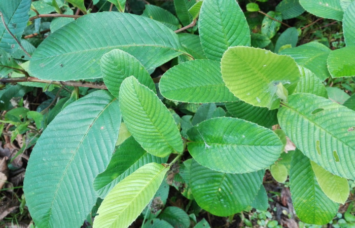  Fig 2 . <i>Tetracera hydrophila</i></i>, planta hospedera de larva. <i>Erocha leucotelus</i></i> (Noctuidae), se localiza en Estación Llanura. Foto, Cirilo Umaña  Dominguez,11/24/2019.