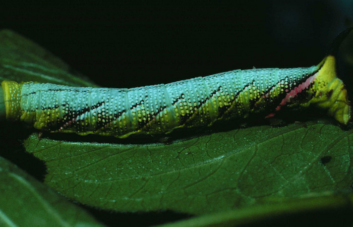 larva de <i>Aellopos titan </i></i> Sphingidae.