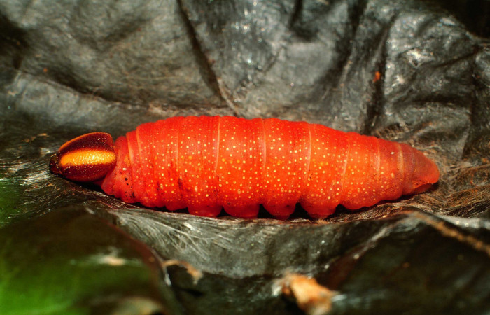 Figura 5. Larva <i>Dyscophellus phraxanor</i></i> (Hesperiidae), en estado de prepupa vista lateral, localidad Sendero Corredor Sector San Cristóbal ACG (620m). Voucher: 00-SRNP-22214-DHJ56580.jpg.