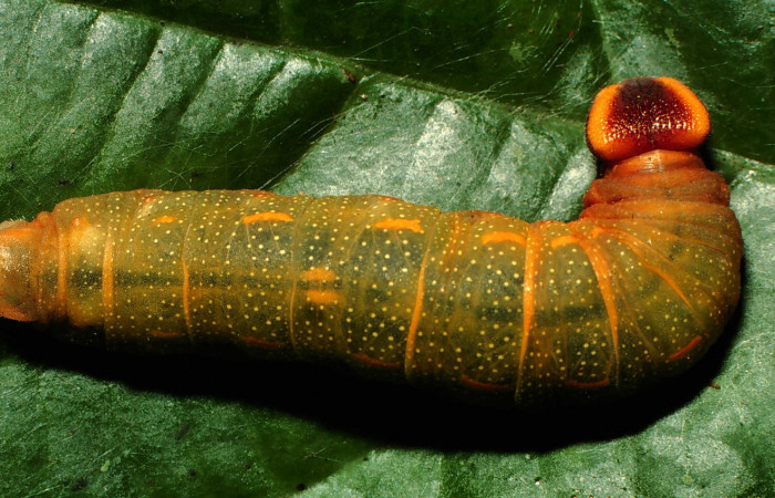 Figura 4. Larva <i>Dyscophellus phraxanor</i></i> (Hesperiidae), último estadío (U) vista dorsal, localidad Cementerio Viejo Sector San Cristóbal ACG (570m). Voucher: 01-SRNP-49-DHJ56881.jpg.