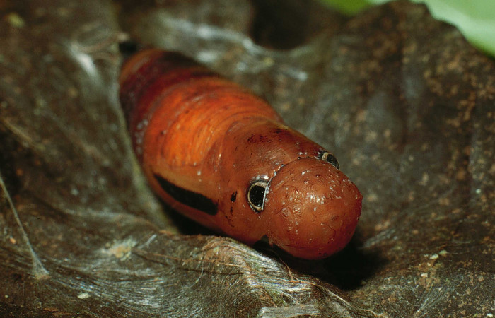 Figura 6. Pupa de <i>Dyscophellus phraxanor</i></i> (Hesperiidae), vista frontal, localidad Sendero Corredor Sector San Cristóbal ACG (620m). Voucher: 02-SRNP-2635-DHJ65620.jpg.