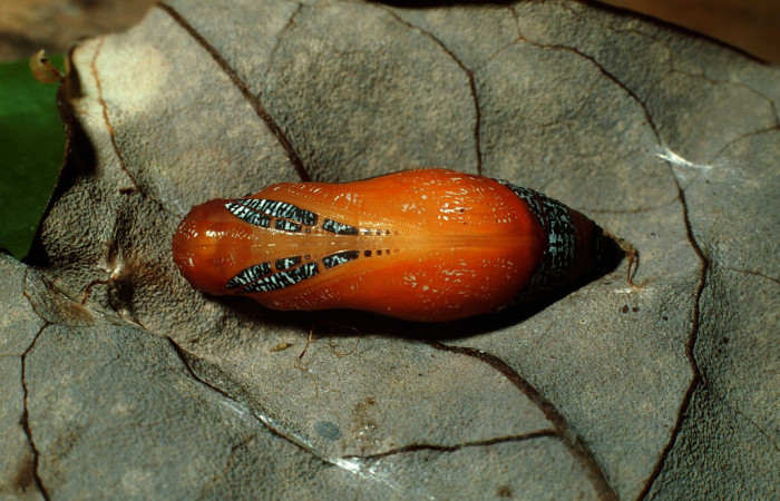 Figura 7. Pupa de <i>Dyscophellus phraxanor</i></i> (Hesperiidae), vista ventral, localidad Sendero Corredor Sector San Cristóbal ACG (620m). Voucher: 02-SRNP-3485-DHJ67335.jpg.