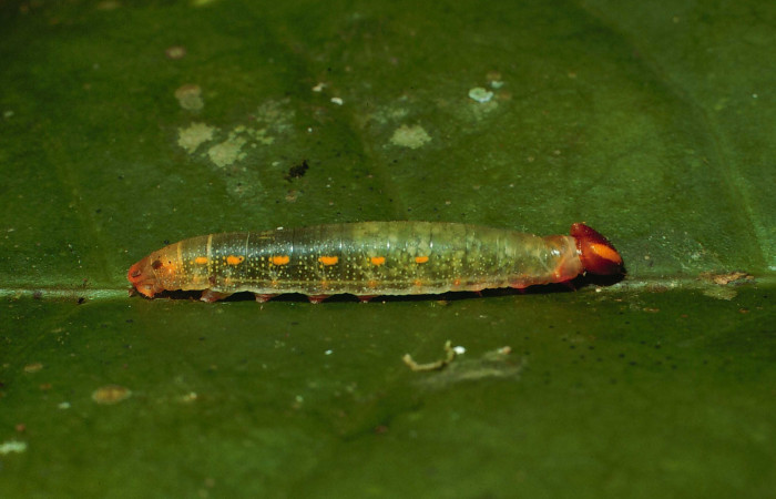 Figura 2. Larva <i>Dyscophellus phraxanor</i></i> (Hesperiidae), tercer estadío (PPU) vista lateral, localidad Quebrada Escondida Sector Rincón Rain Forest ACG (420m). Voucher: 02-SRNP-6470-DHJ65027.jpg.