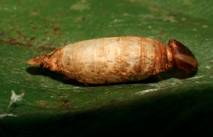 Figura 15. Capullo de parásito <i>Hyposoter</i></i> HYP-301 (Ichneumonidae), que ataca <i>Dyscophellus phraxanor</i></i> (Hesperiidae), localidad Sendero Evangelista Sector Pitilla ACG (660m). Voucher: 08-SRNP-32821-DHJ449180.jpg.