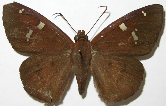 Figura 1. Adulto de <i>Dyscophellus phraxanor</i></i> (Hesperiidae), hembra vista dorsal, localidad Moga Brasilia (320m). Voucher: 08-SRNP-66080-DHJ396006.jpg.