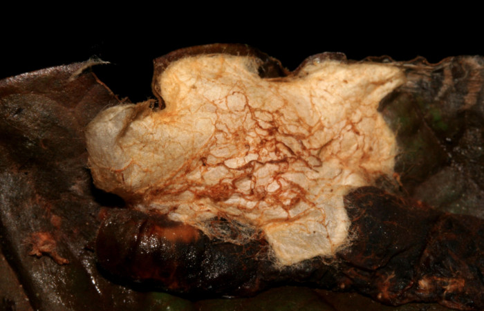 Figura 14. Capullos de parásitos <i>Bracon felipechavarriae</i></i> (Braconidae), que ataca <i>Dyscophellus phraxanor</i></i> (Hesperiidae), localidad Sendero Huerta San Cristóbal ACG (527m). Voucher: 09-SRNP-561-DHJ451994.jpg.