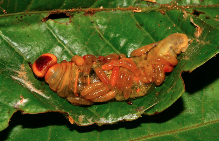 Figura 13. Larva <i>Dyscophellus phraxanor</i></i> (Hesperiidae), vista parásitos Bracon felipechavarriae (Braconidae), localidad Sendero Huerta Sector San Cristóbal ACG (527m). Voucher: 09-SRNP-561-DHJ452260.jpg.