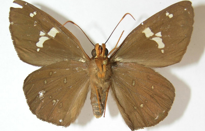 Figura 11. Adulto de <i>Dyscophellus phraxanor</i></i>  (Hesperiidae), hembra vista ventral, localidad Finca Esmeralda Sector Rincón Rain Forest ACG (123m). Voucher: 10-SRNP-76219-DHJ530199.jpg.