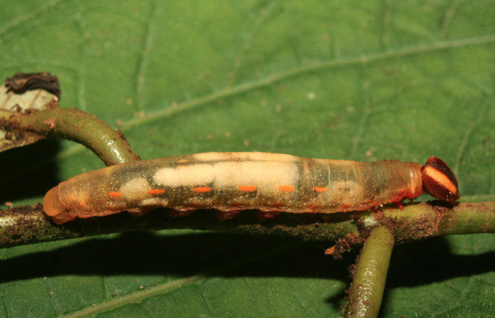 Figura 12. Larva <i>Dyscophellus phraxanor</i></i> (Hesperiidae), vista parásitos (Braconidae) dentro de la cutícula, localidad Quebradona Estación Quica Sector Pitilla ACG (475m). Voucher: 14-SRNP-70002-DHJ703668.jpg.