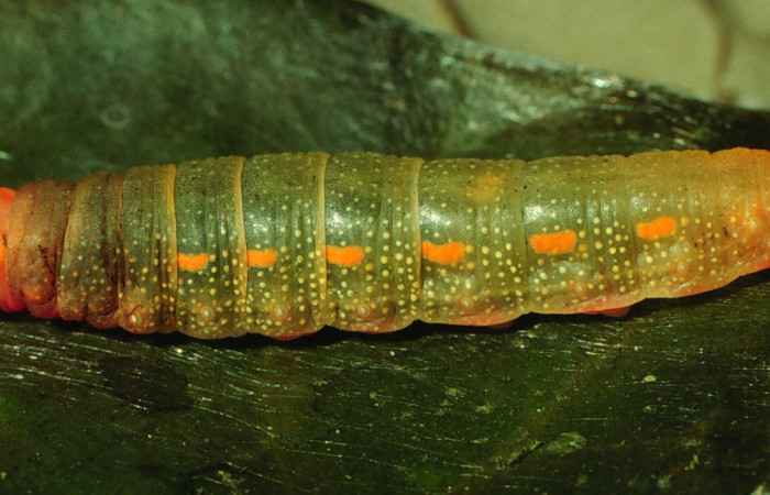 Figura 3. Larva <i>Dyscophellus phraxanor</i></i> (Hesperiidae), penúltimo estadío (PU) vista lateral, localidad Vado Rio Cucaracho Sector San Cristóbal ACG (640m). Voucher: 97-SRNP-6159-DHJ43238.jpg.
