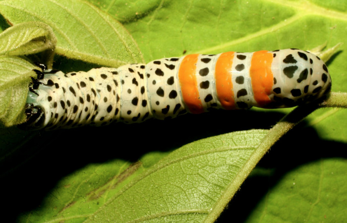  Larva en posición dorsal de <i>Cropia rivulosa</i></i> (Noctuidae), U estadio. Sector Pitilla, Pasmompa. Voucher 10-SRNP-31034-DHJ471726.jpg.