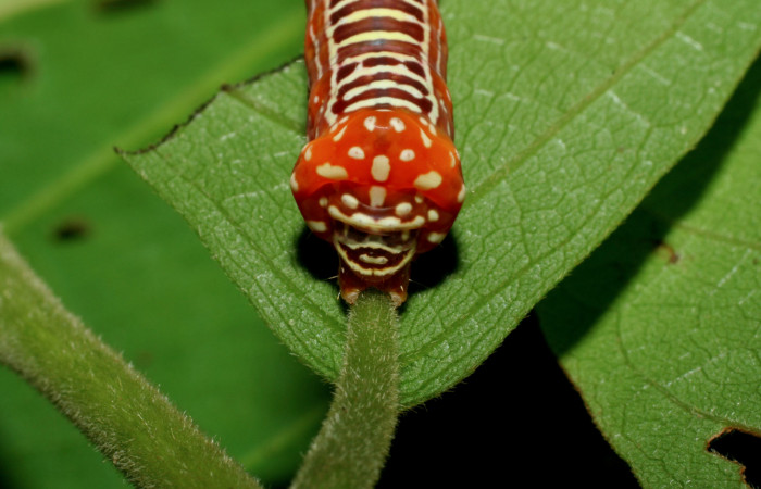  Cola en posición frontal de <i>Cropia rivulosa</i></i> (Noctuidae), U estadio. Sector Pitilla, Pasmompa. Voucher 05-SRNP-34811-DHJ420486.jpg.