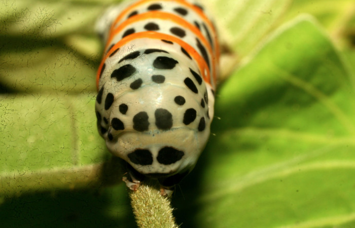  Cola en posición frontal de <i>Cropia rivulosa</i></i> (Noctuidae), U estadio. Sector Pitilla, Pasmompa. Voucher 10-SRNP-31034-DHJ471721.jpg.