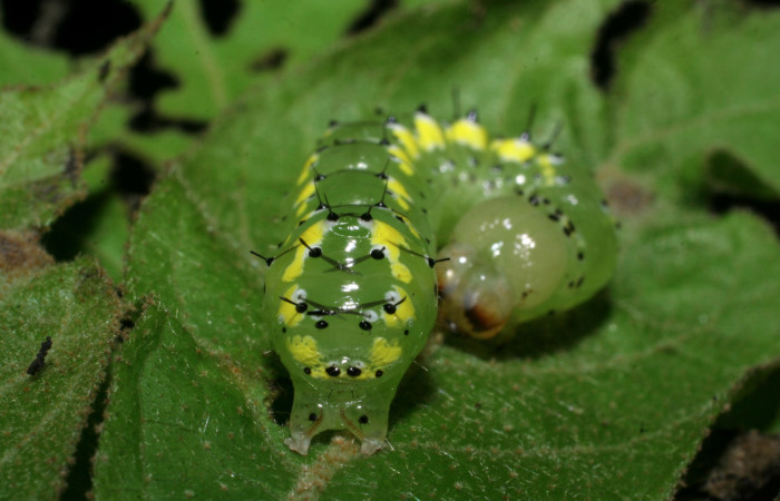  Cola en posición frontal de <i>Cropia rivulosa</i></i> (Noctuidae), PU estadio. Sector San Cristóbal, Quebrada Garcia. Voucher 08-SRNP-4822-DHJ437714.jpg.
