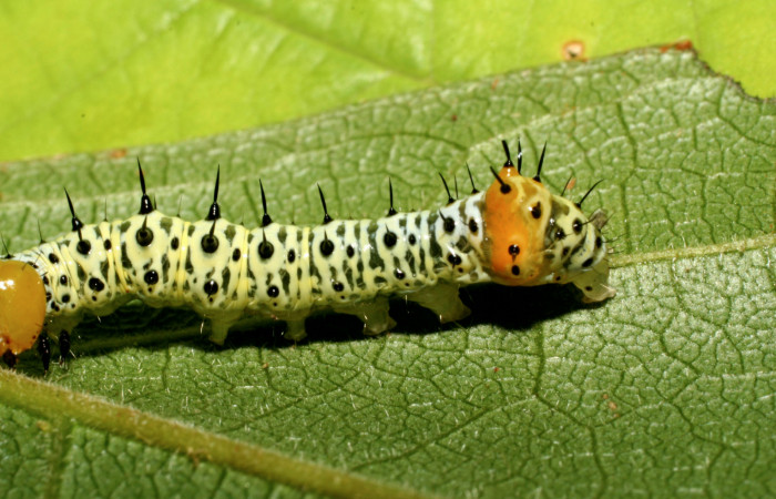  Cola en posición lateral de <i>Cropia rivulosa</i></i> (Noctuidae), PU estadio. Sector Pitilla, Estación Quica. Voucher 08-SRNP-08-SRNP-71630-DHJ444446.jpg.