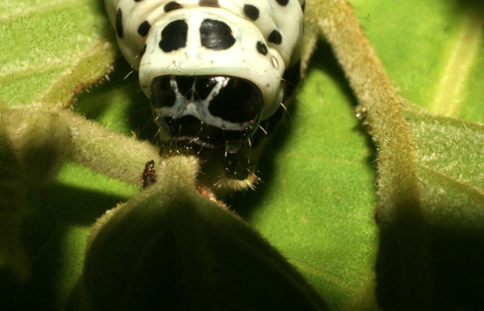  Cabeza en posición frontal de <i>Cropia rivulosa</i></i> (Noctuidae), U estadio. Sector Pitilla, Pasmompa. Voucher 10-SRNP-31034-DHJ471720.jpg.
