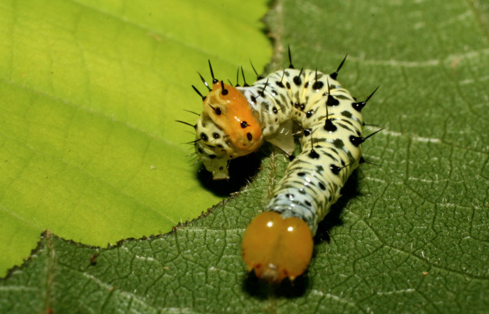  Cabeza en posición frontall de <i>Cropia rivulosa</i></i> (Noctuidae), PU estadio. Sector Pitilla, Estación Quica. Voucher 08-SRNP-08-SRNP-71630-DHJ444444.jpg.
