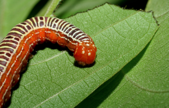  Cabeza en posición frontal de <i>Cropia rivulosa</i></i> (Noctuidae), U estadio. Sector Pitilla, Pasmompa. Voucher 05-SRNP-34811-DHJ420484.jpg.