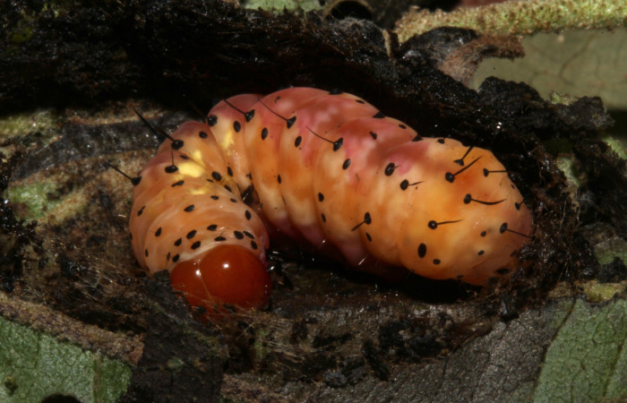 Prepupa en posición lateral de <i>Cropia rivulosa</i></i> (Noctuidae). Sector Pitilla, Casa Roberto. Voucher 18-SRNP-31743-DHJ747198.jpg.