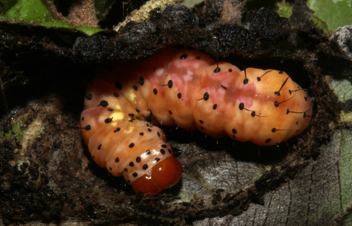  Prepupa en posición dorsal de <i>Cropia rivulosa</i></i> (Noctuidae). Sector Pitilla, Casa Roberto. Voucher 18-SRNP-31743-DHJ747197.jpg.