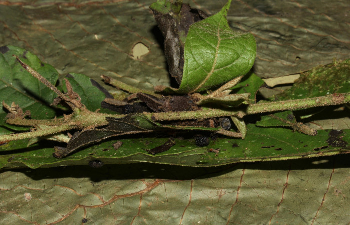  Capullo de <i>Cropia rivulosa</i></i> (Noctuidae). Sector Pitilla, Casa Roberto. Voucher 18-SRNP-31743-DHJ747195.jpg.